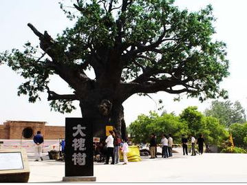 山西洪洞大槐树全景图片,山西洪洞县志移民姓氏,最近山西洪洞新闻(4)
