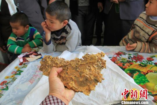 狗头金是什么照片图,世界上最大狗头金,狗头金市场价格多少钱一克(3)