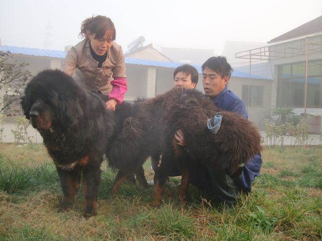 藏獒被老虎咬死图片,藏獒挣脱绳索咬死老人,五只藏獒大战一只狮子(2)