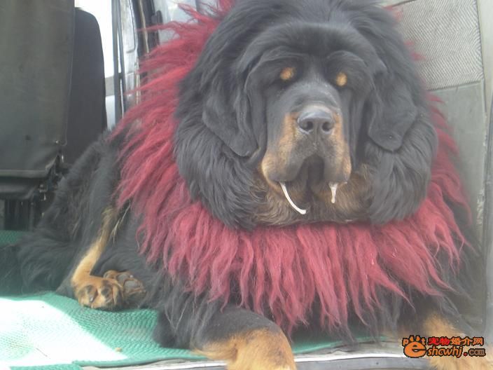 藏獒被老虎咬死图片,藏獒挣脱绳索咬死老人,五只藏獒大战一只狮子(2)