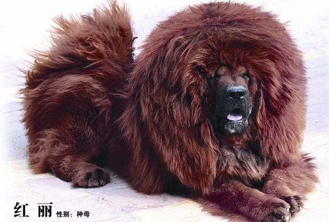 藏獒被老虎咬死图片,藏獒挣脱绳索咬死老人,五