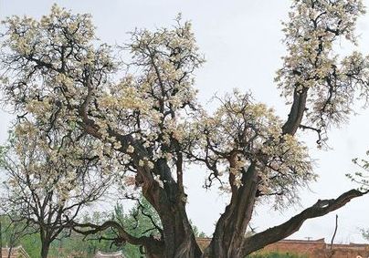 ŹͼƬ, ڳ500۸(2)
