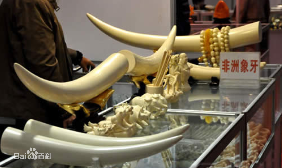非洲象牙价格是多少钱一克 中国商人参与大规模象牙走私案