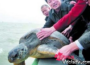 渔民捕超百岁海龟, 青岛渔民捕获千年海龟被放生16年后救回儿子