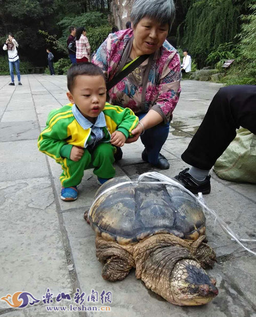 渔民捕超百岁海龟, 青岛渔民捕获千年海龟被放生16年后救回儿子(2)