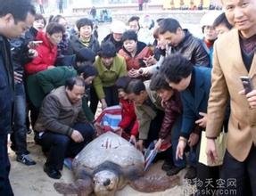 渔民捕超百岁海龟, 青岛渔民捕获千年海龟被放生16年后救回儿子