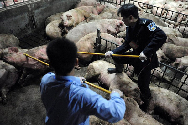 2015年非法经营病死猪肉案,广东查获60多吨病死问题肉(3)
