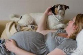 女性怀孕时期可以养狗吗?怀孕期间养狗的注意事项(3)