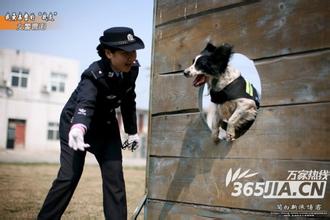 电视剧《警花与警犬》大结局怎么样?杜飞和李姝寒最后在一起吗?(2)