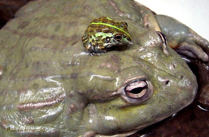 盘点世界上最大的蛙类是什么蛙？非洲牛蛙最大多少多斤居然只排第