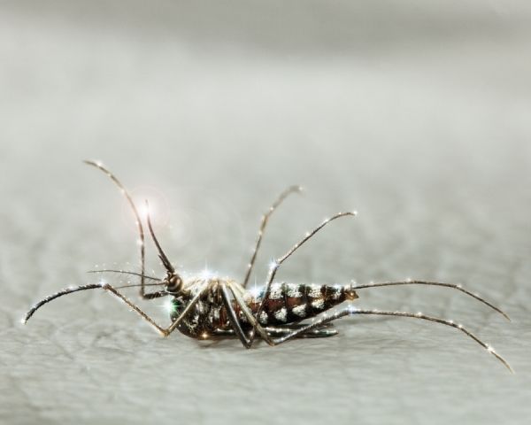 你知道蚊子为什么要吸人类的血吗？蚊子吸血后的寿命又是多久？