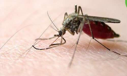 你知道蚊子为什么要吸人类的血吗？蚊子吸血后的寿命又是多久？