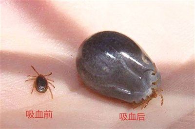 蜱虫长什么样子咬人后有什么症状?蜱虫有天敌吗是什么?