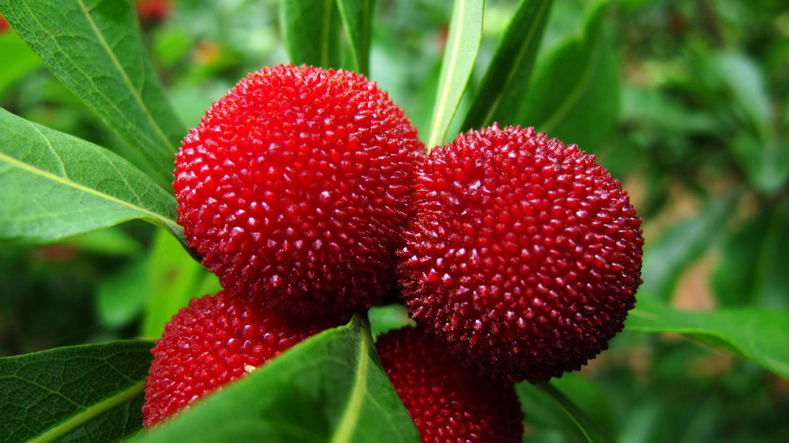 夏天适合吃的时令水果有哪些?夏季吃水果还有哪些禁忌