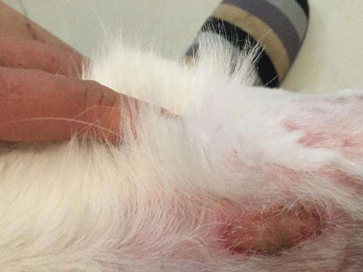 狗狗常见的皮肤病有哪几种?分别什么原因导致的症状是什么怎么治