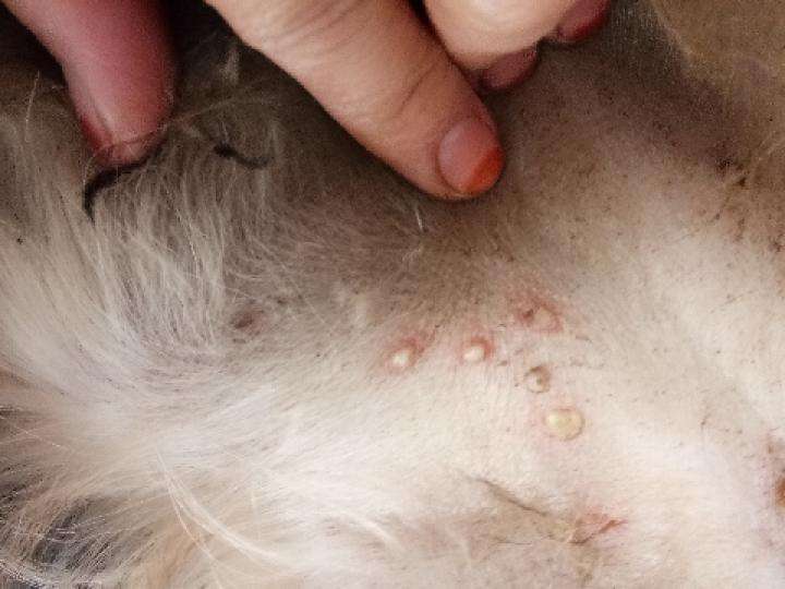 狗狗常见的皮肤病有哪几种?分别什么原因导致的症状是什么怎么治