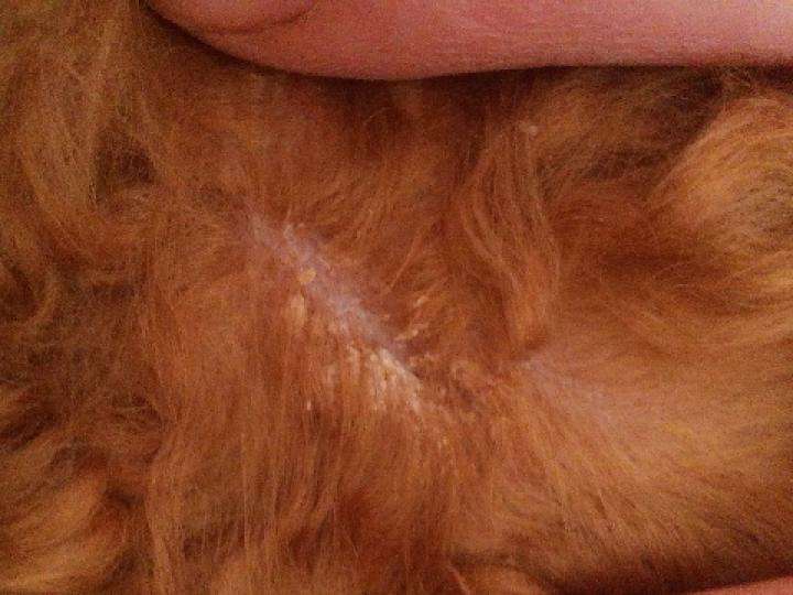 狗狗常见的皮肤病有哪几种?分别什么原因导致的症状是什么怎么治