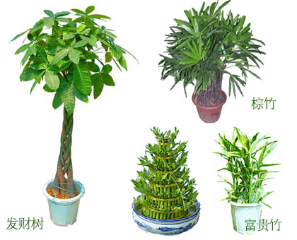 什么样的植物适合在家里养?家居植物风水布局都有哪些讲究?