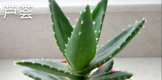 什么样的植物适合在家里养?家居植物风水布局都有哪些讲究?