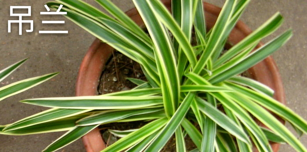 什么样的植物适合在家里养?家居植物风水布局都有哪些讲究?