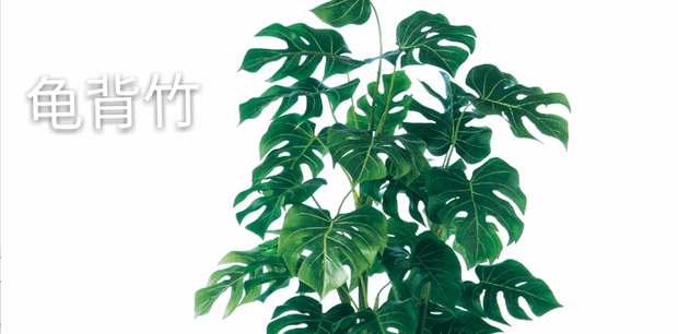 什么样的植物适合在家里养?家居植物风水布局都有哪些讲究?