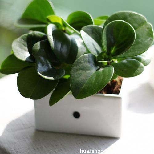 什么样的植物适合在家里养?家居植物风水布局都有哪些讲究?