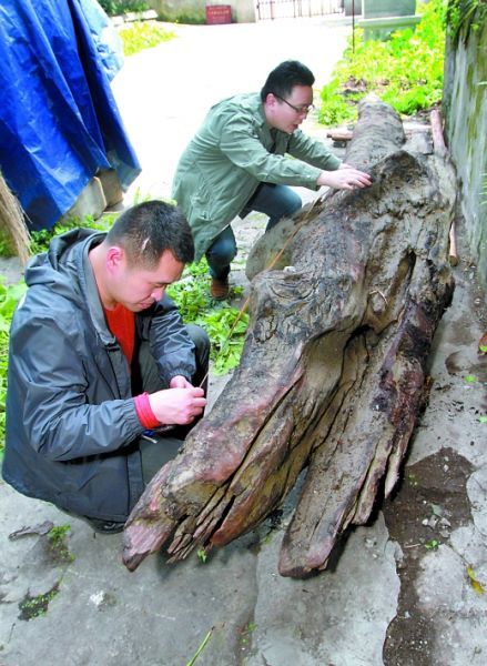 农民挖出天价乌木图,乌木价格多少钱一斤,6000斤千年乌木值多少钱