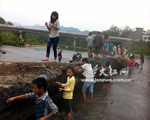 江西农民挖出80吨乌木图,乌木价格多少钱一斤,千年乌木一吨多少钱