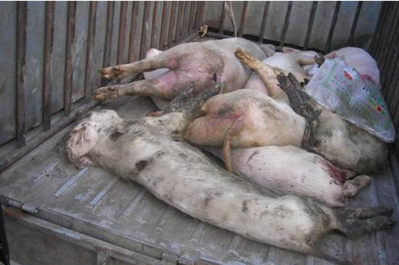 2015年非法经营病死猪肉案 广东查获60多吨病死问题肉