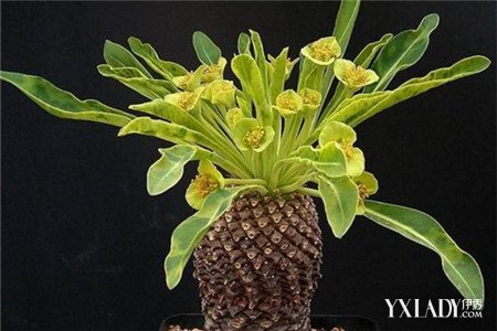 世界十大濒危植物排名名录图 珍稀濒危植物的类别以及介绍