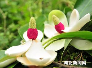 世界十大濒危植物排名名录图 珍稀濒危植物的类别以及介绍