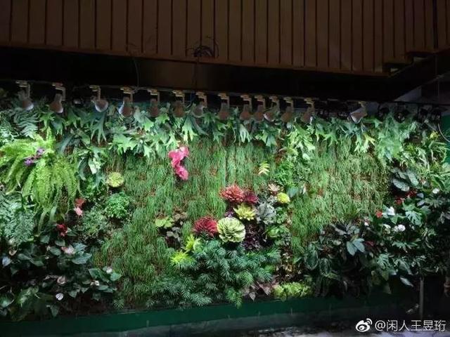 最强大脑王昱珩豪宅内部细节图曝光 家里也能种出热带雨林?