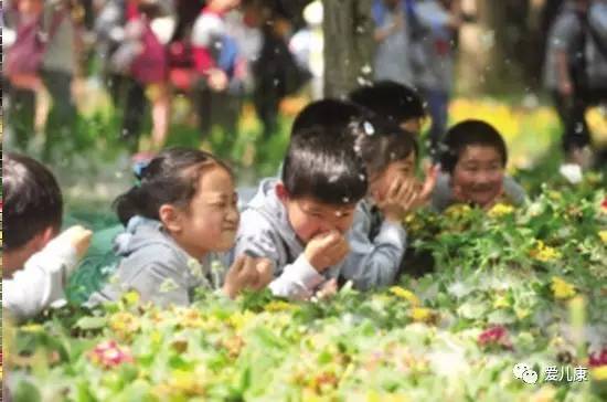 杨絮和柳絮的危害什么时候结束?为什么要种柳絮原因揭晓